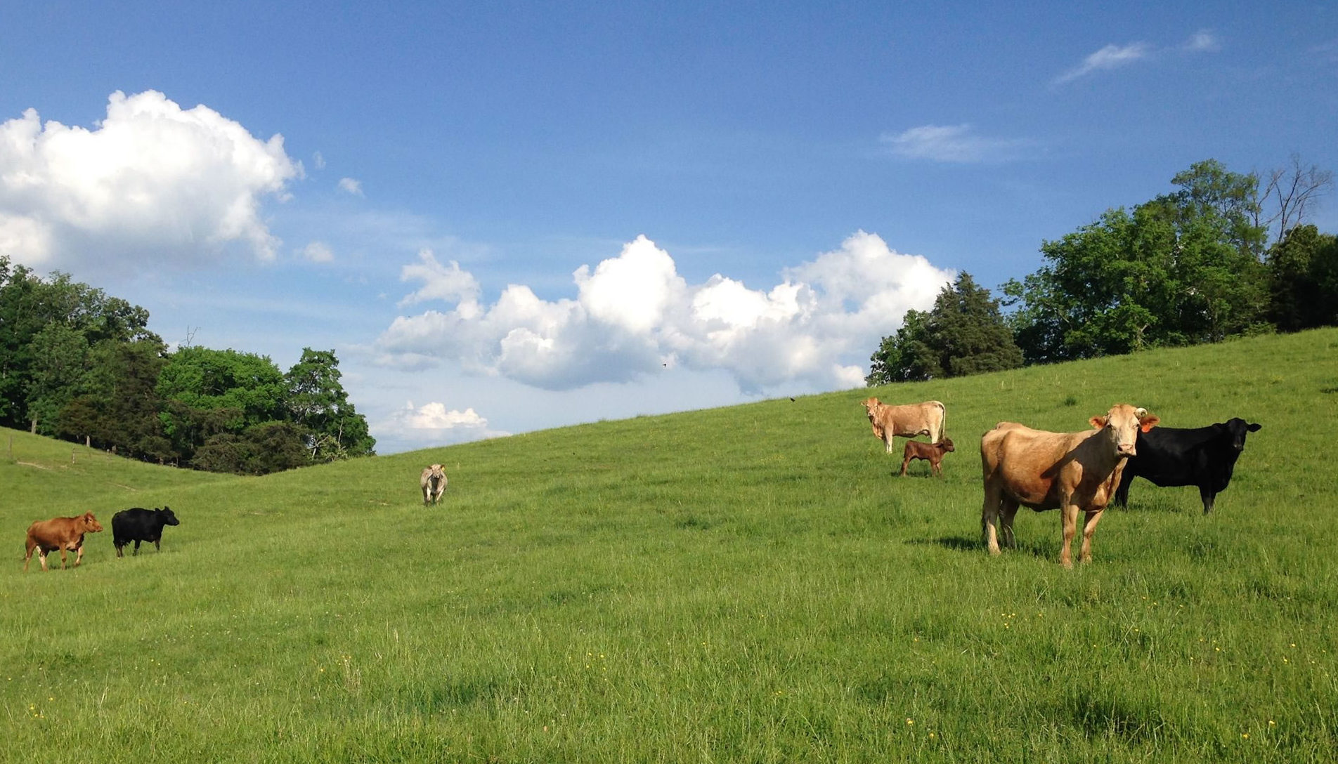 field of cattle